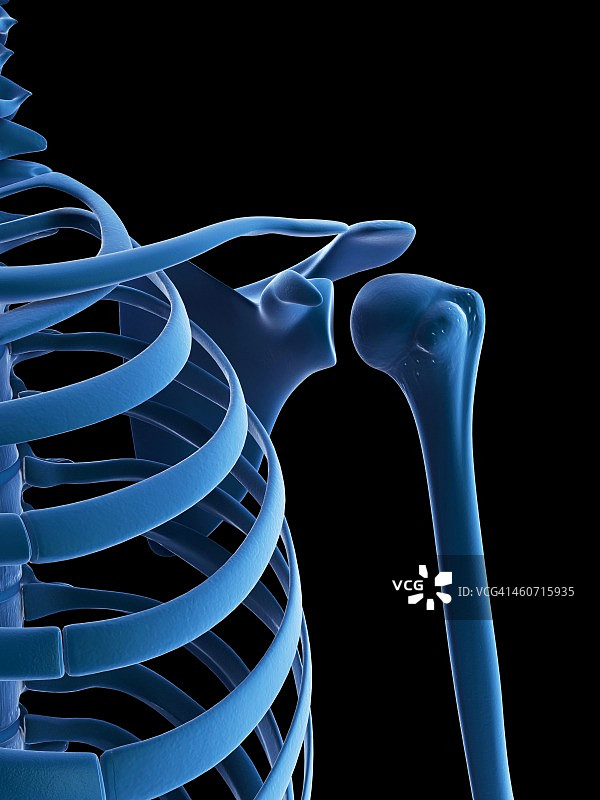 肩胛骨艺术图图片素材
