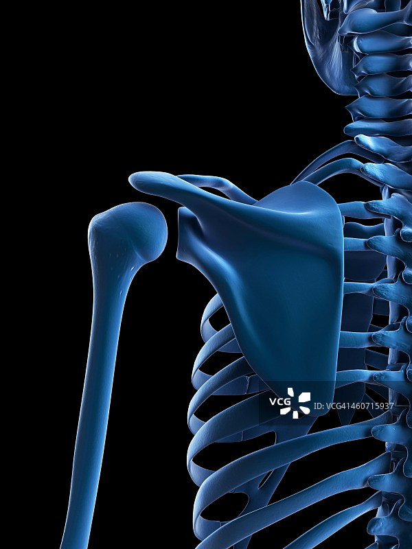 肩胛骨艺术图图片素材