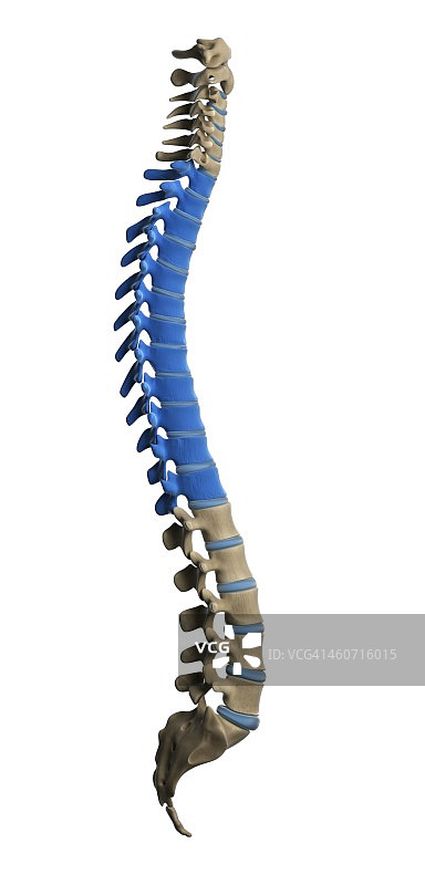 胸椎插图图片素材