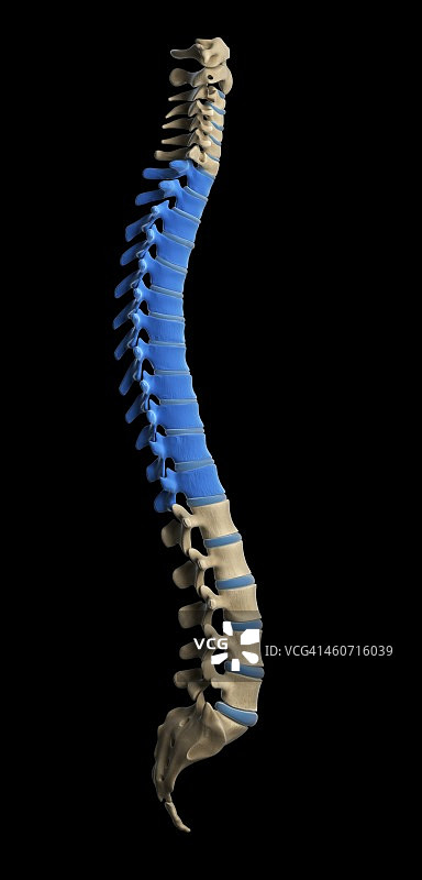 胸椎插图图片素材