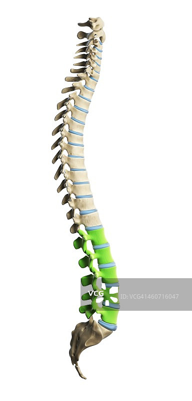 腰椎医学插图图片素材