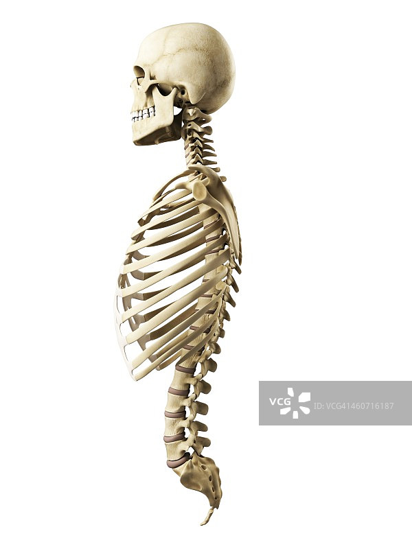 胸廓、脊柱和头骨，艺术作品图片素材