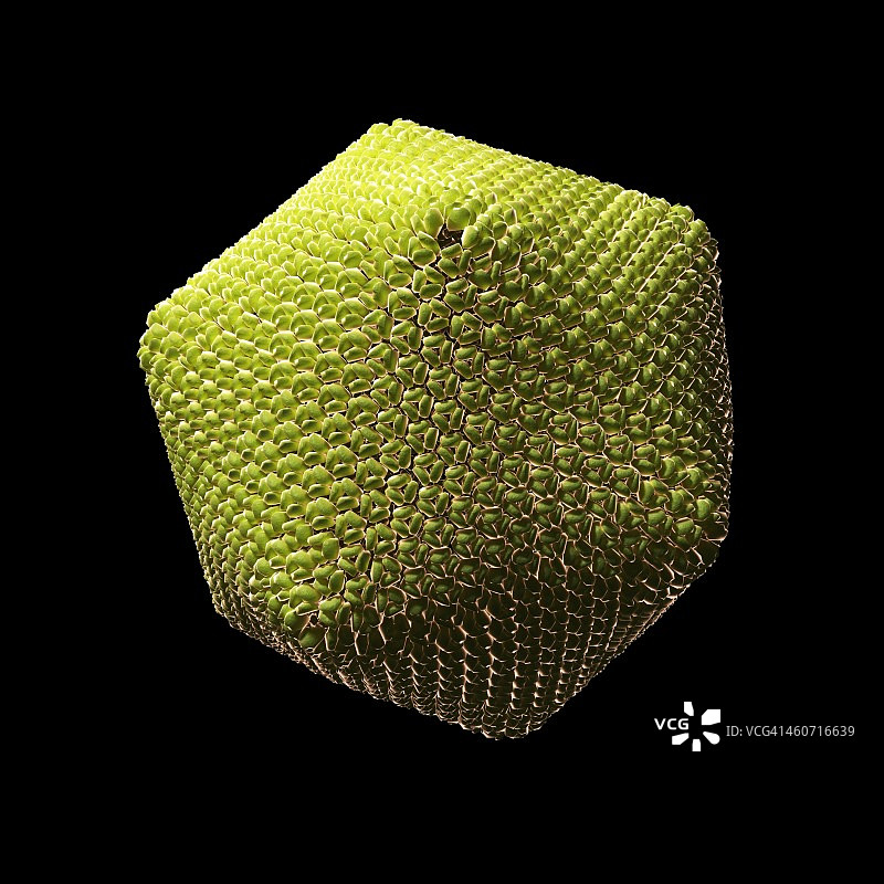 绿草履虫包柔病毒1图片素材