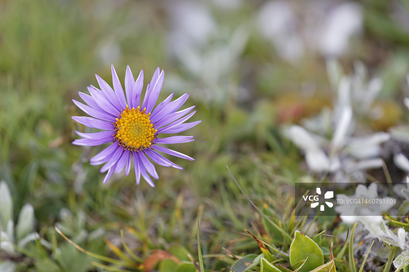 奥地利高山紫菀花特写图片素材