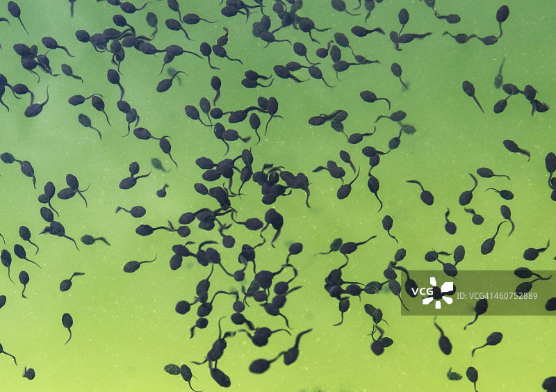 奥地利：在池塘中游泳的蝌蚪图片素材