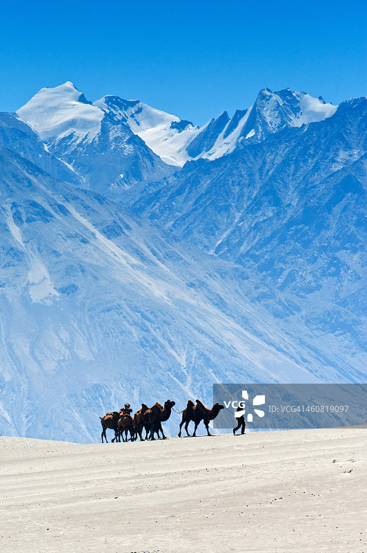洪德尔沙丘上的骆驼图片素材