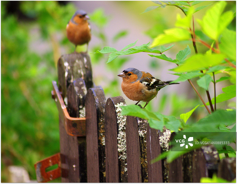 苍头燕雀寻找烤饼图片素材