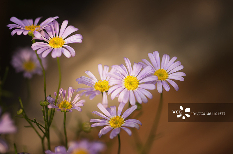 天鹅河雏菊图片素材