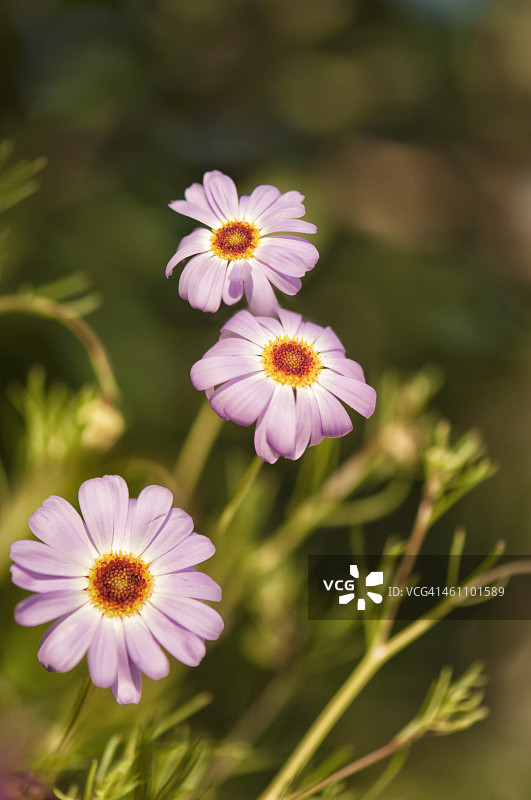 天鹅河雏菊组图图片素材
