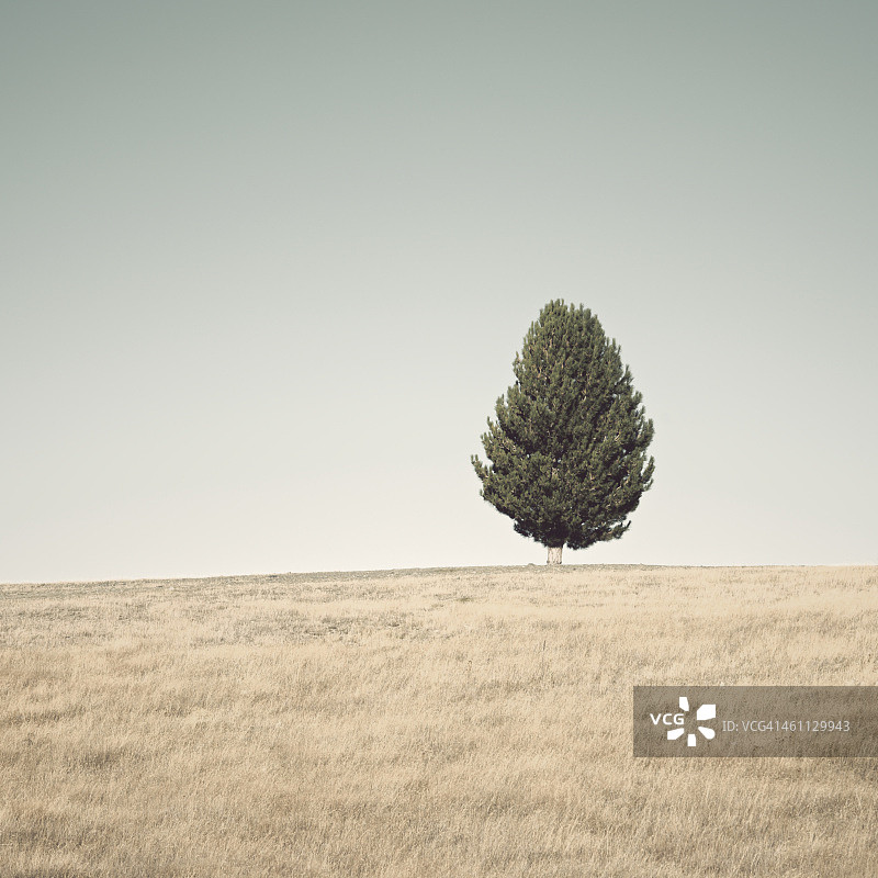 新西兰坎特伯雷平原上的一棵树图片素材