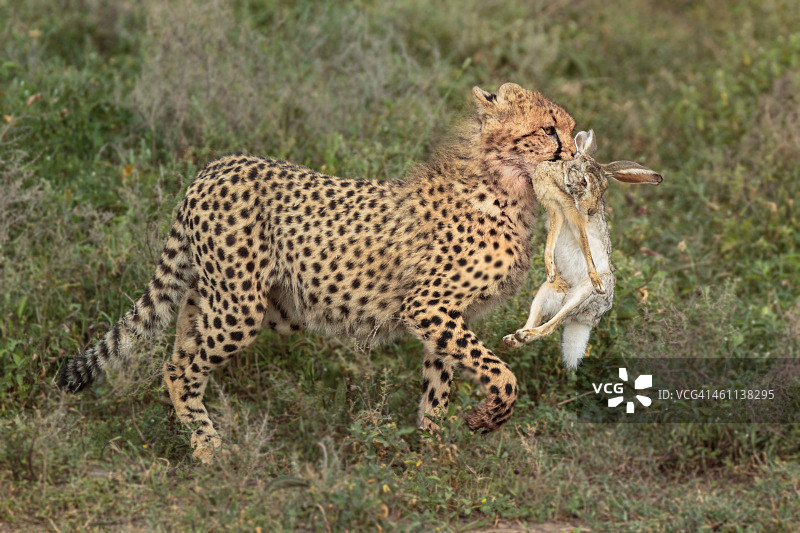 小猎豹与兔子图片素材