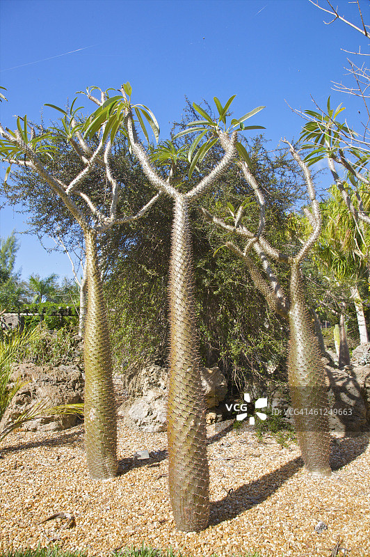 三个直立仙人掌的独特Y形图片素材
