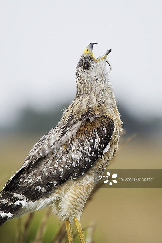 红肩鵟正在捕食蛇图片素材