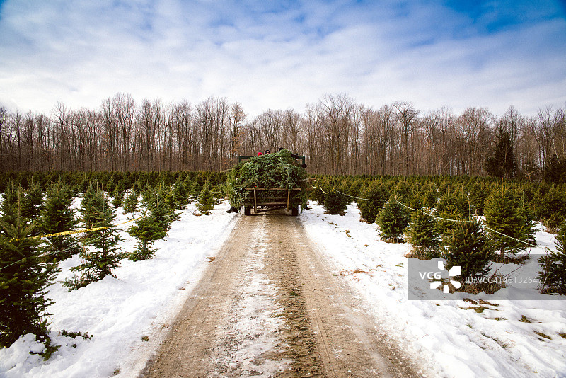 圣诞树农场图片素材