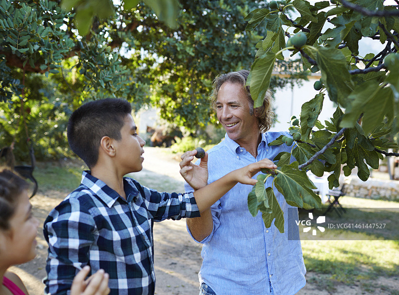 父亲和他的两个孩子一起摘无花果图片素材