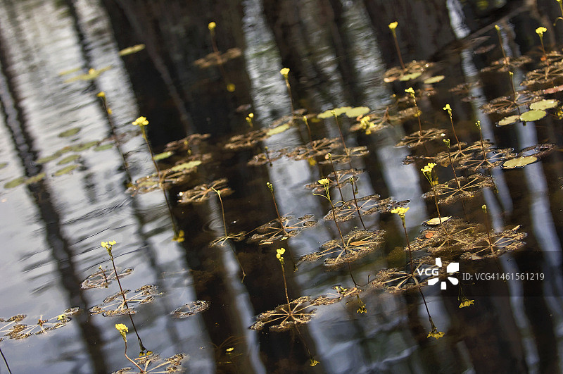 春天里的柏树沼泽，美国南卡罗来纳州图片素材