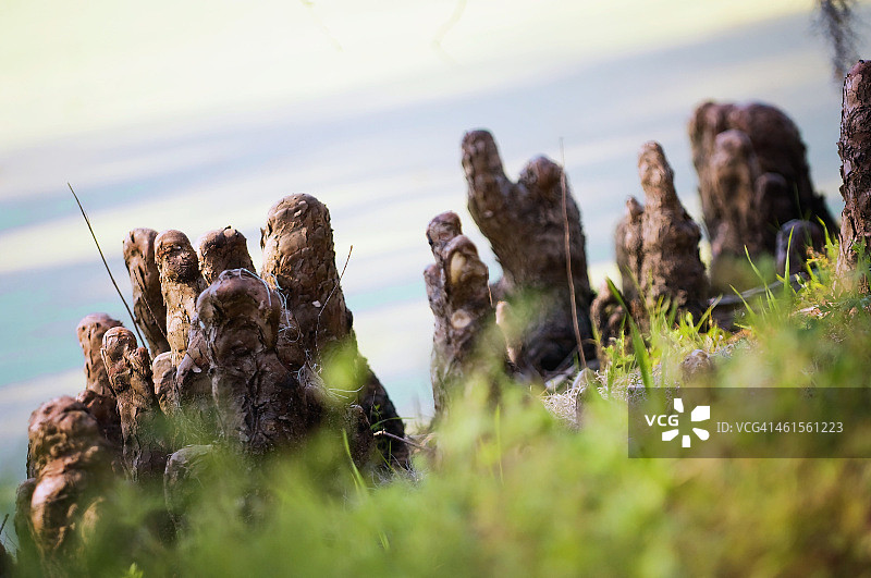 春天里的柏树沼泽，美国南卡罗来纳州图片素材