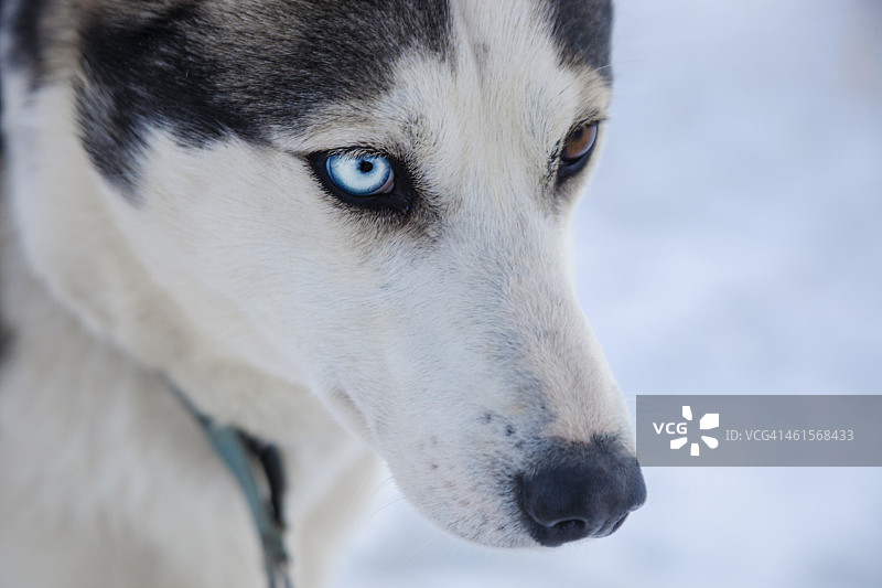比利牛斯山脉雪地上的雪橇犬图片素材