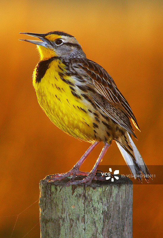 东部草地鹨图片素材