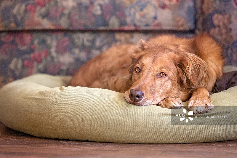 狗狗在枕头上休息图片素材
