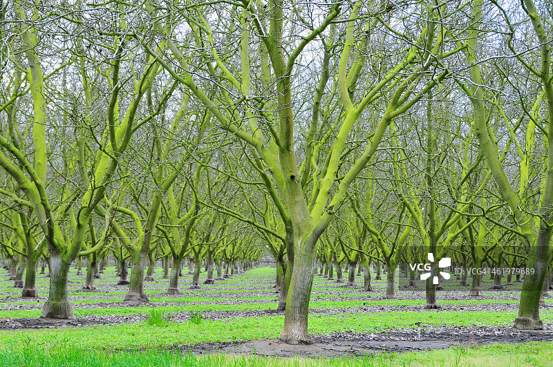水果园图片素材