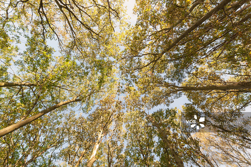 指向天空的银桦树图片素材