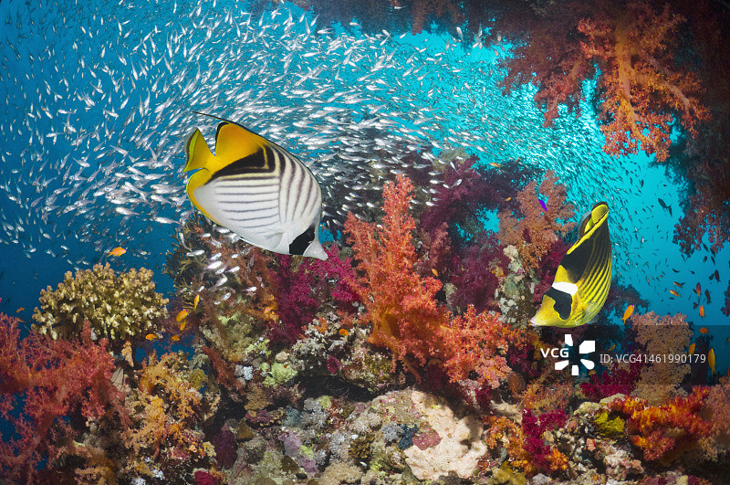 珊瑚礁景观：蝴蝶鱼图片素材