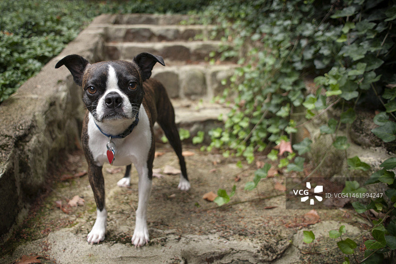 在常春藤里的狗图片素材