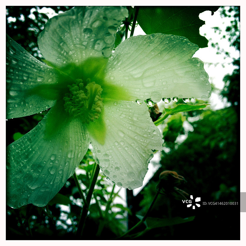 被雨水打湿的木槿花。图片素材