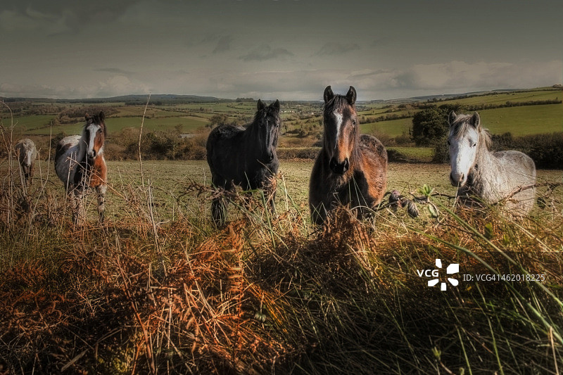 四条腿的朋友图片素材
