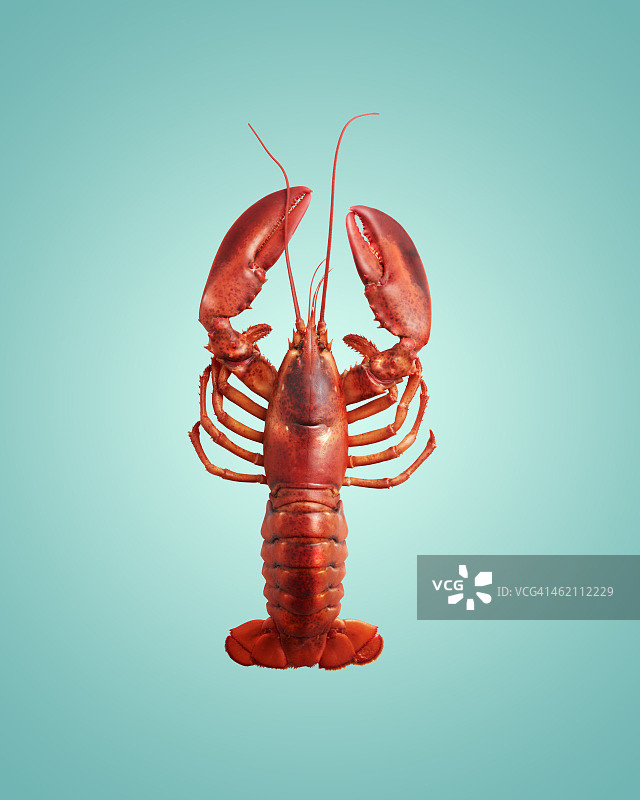 烹饪好的龙虾图片素材