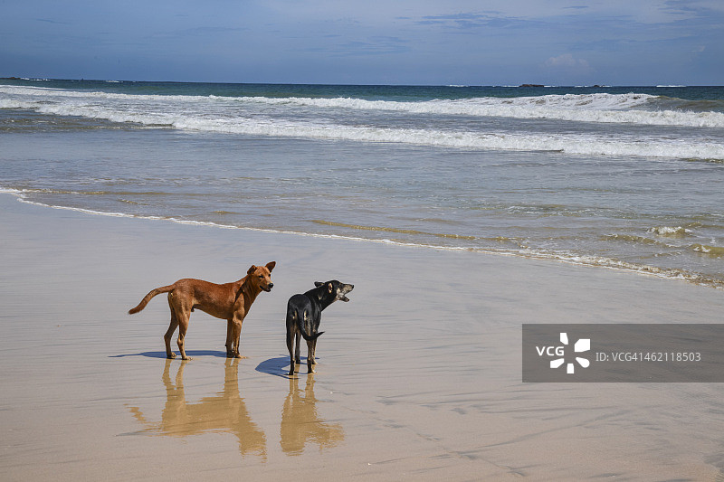 海滩上的狗图片素材