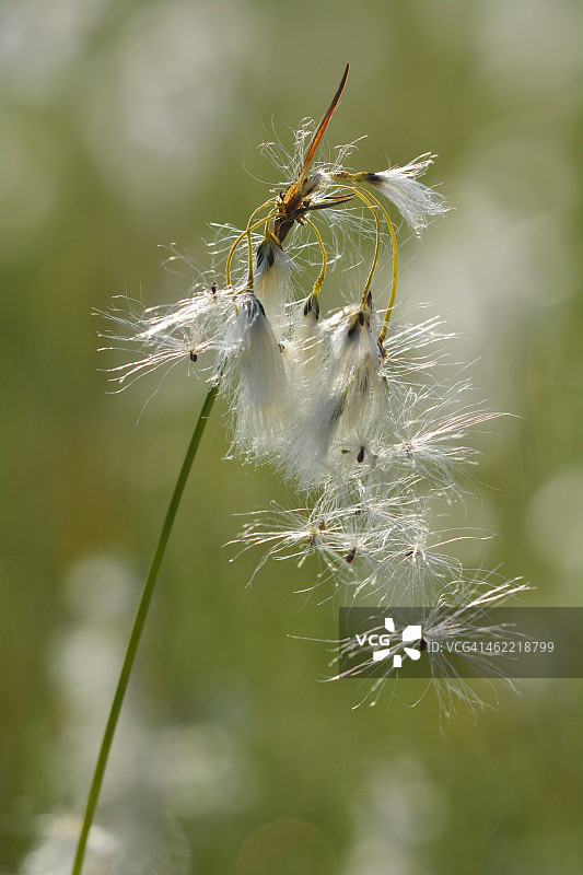 棉草图片素材