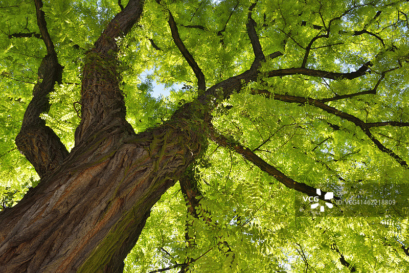 金合欢树图片素材