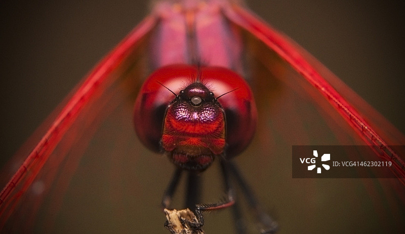 红头蜻蜓图片素材