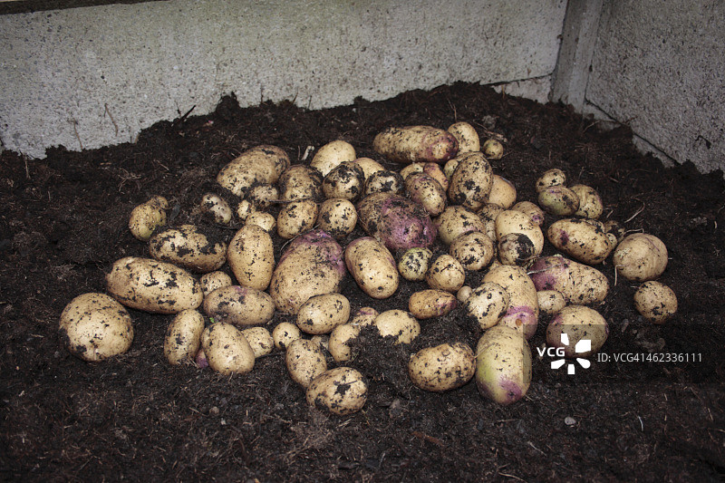 堆肥中生长的土豆图片素材