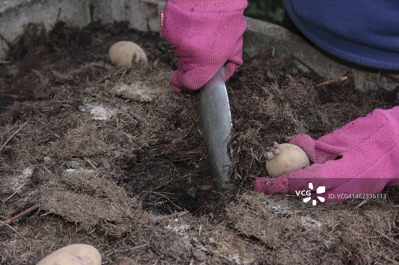 在堆肥中种植种薯图片素材