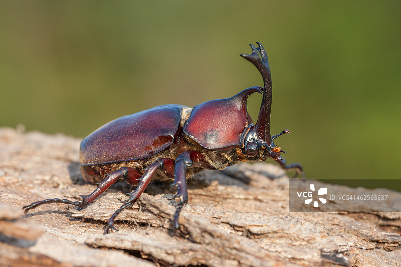 日本犀牛甲虫图片素材