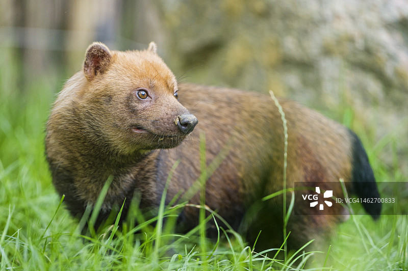 回头的丛林犬图片素材