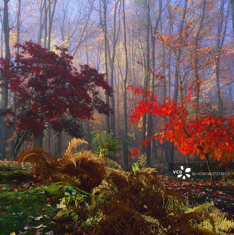 秋日雾景图片素材