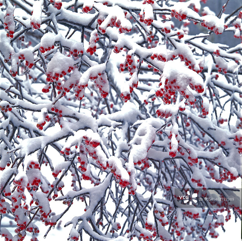 树枝细节 - 红色浆果 - 雪图片素材