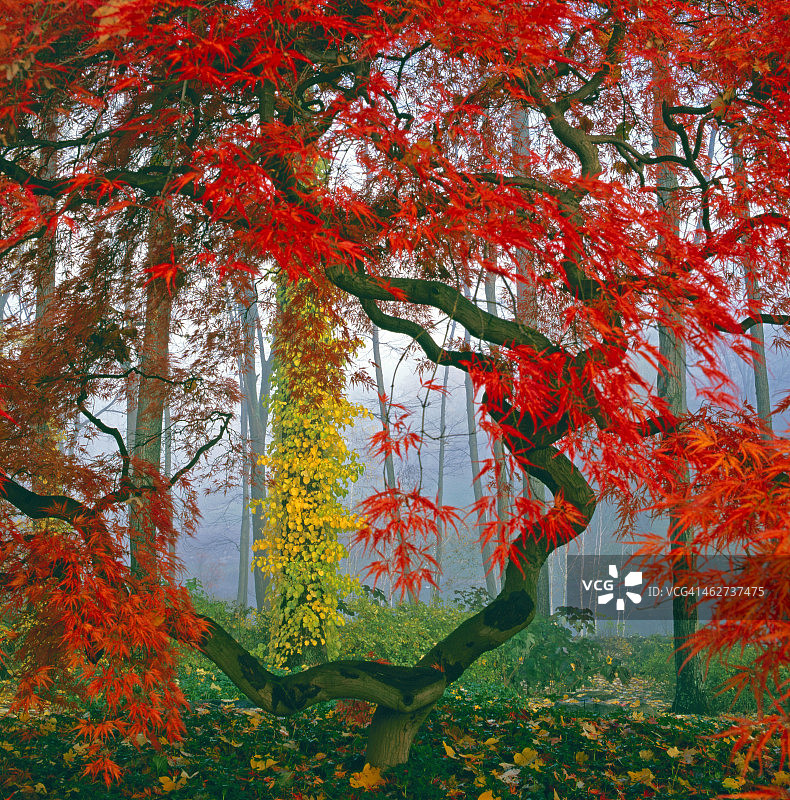 雾中的秋季景色图片素材