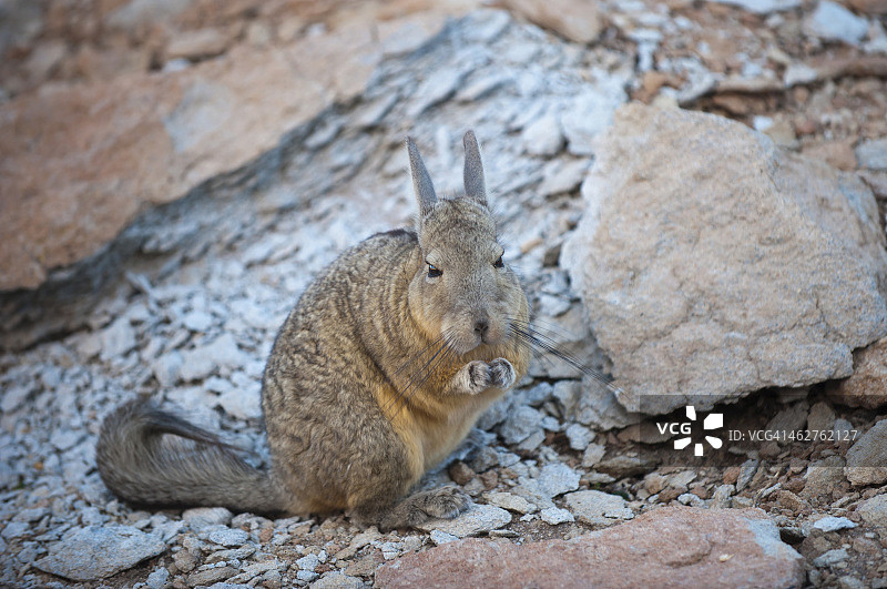 南美栗鼠图片素材
