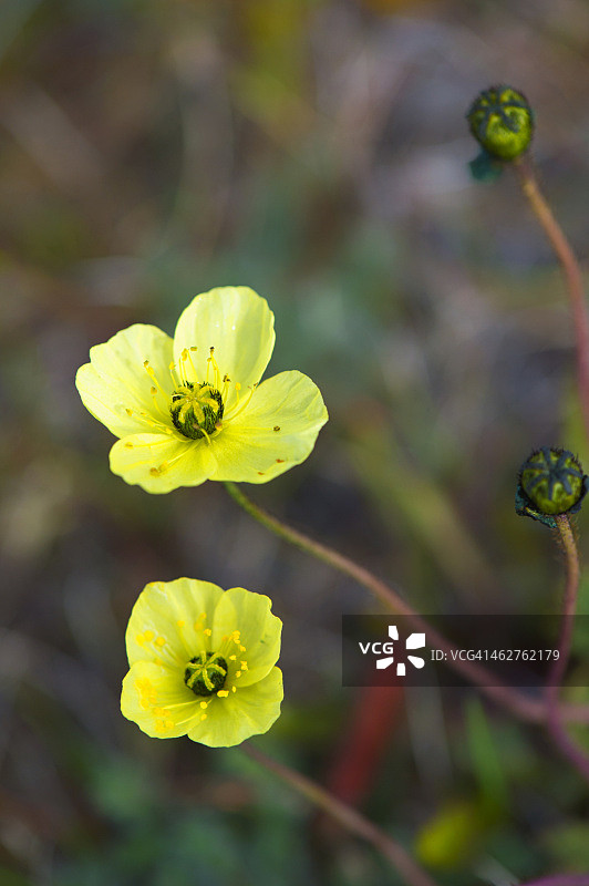 北极罂粟花，弗兰格尔岛图片素材
