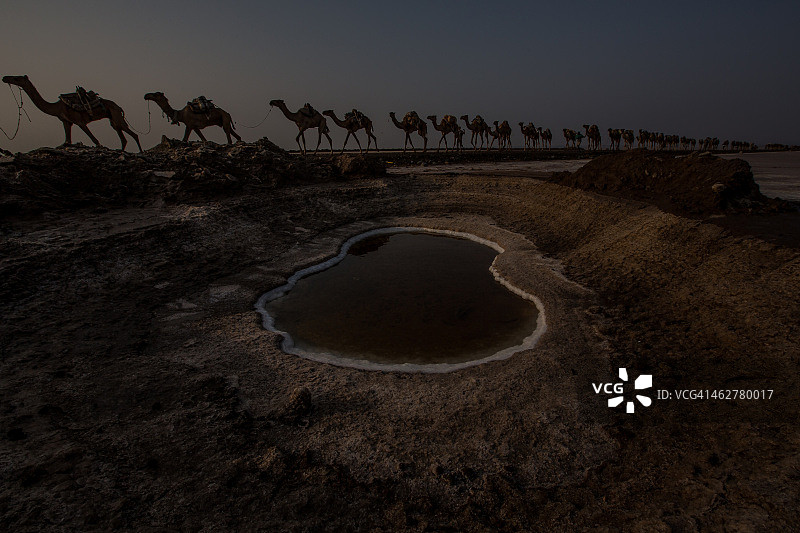 达纳基勒凹地的盐驼队图片素材