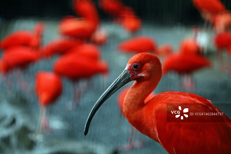 红色朱鹭图片素材