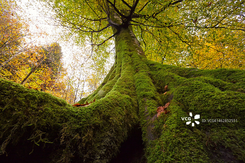 大象树图片素材