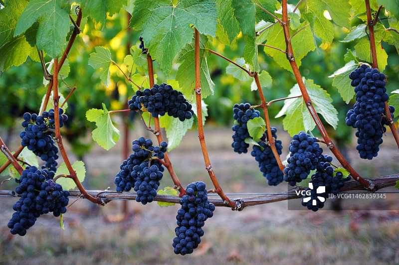 黑皮诺葡萄图片素材