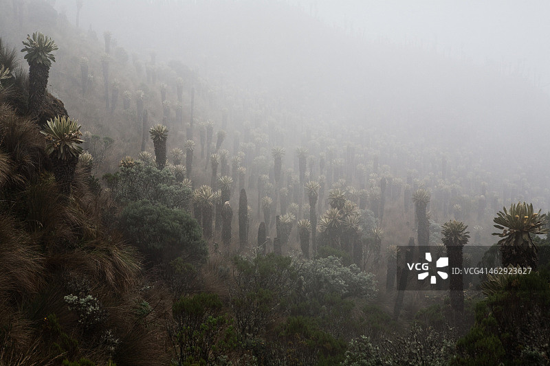 鲁伊斯火山图片素材