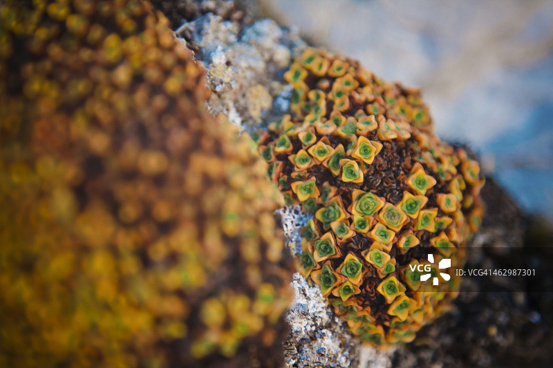 高山植物图片素材